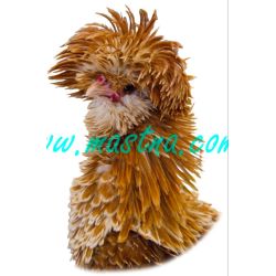 Paduánka žlutě plavá bíle lemovaná kadeřavá, samolepka