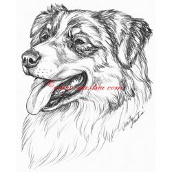 Samolepka australský ovčák c570