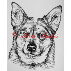 Samolepka australský honácký pes - archiv c14