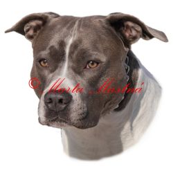 Samolepka stafordšírský teriér, staford, pitbul 170