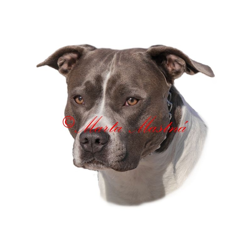 Samolepka stafordšírský teriér, staford, pitbul 170