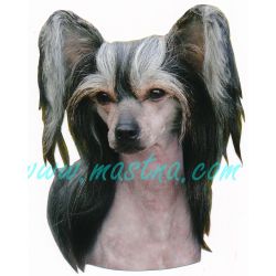 Samolepka čínský naháč, chocholatý pes - archiv 412