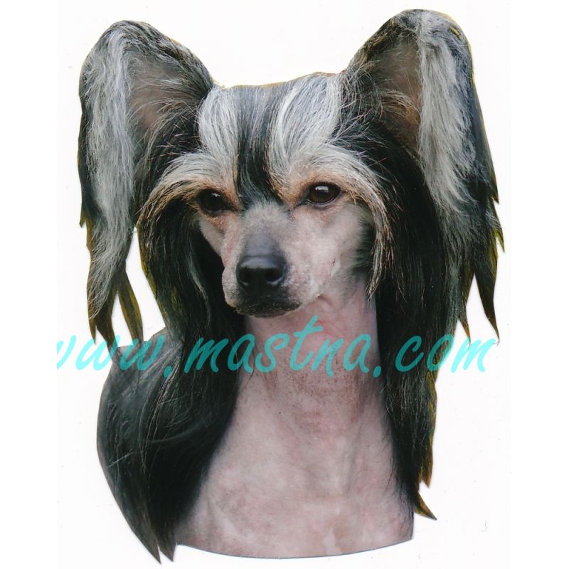 Samolepka čínský naháč, chocholatý pes - archiv 412