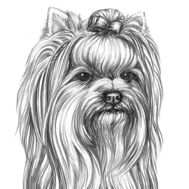 Kresba tužkou - ceník od