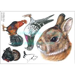 Nažehlovačky drobné zvířectvo, aršík A5