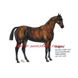 Obraz plnokrevník Brigand, Velká pardubická, kůň, koně, perokresba - tisk