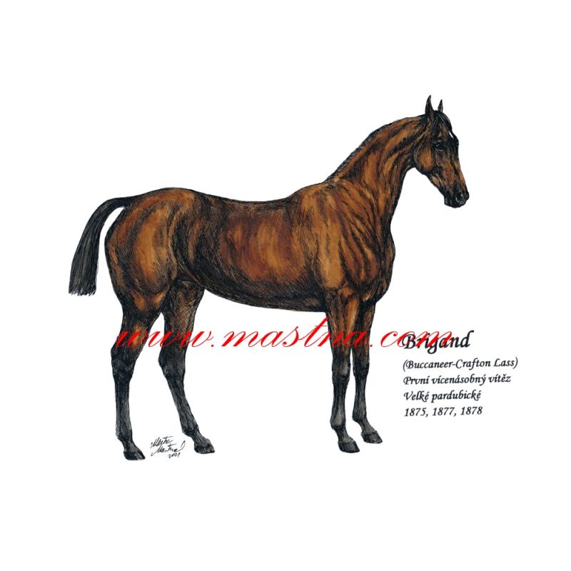 Obraz plnokrevník Brigand, Velká pardubická, kůň, koně, perokresba - tisk