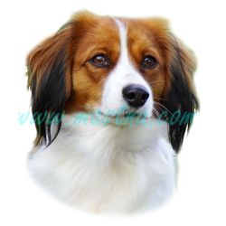 Samolepka kooikerhondje 334