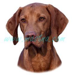 Samolepka maďarský ohař, vyžla 301