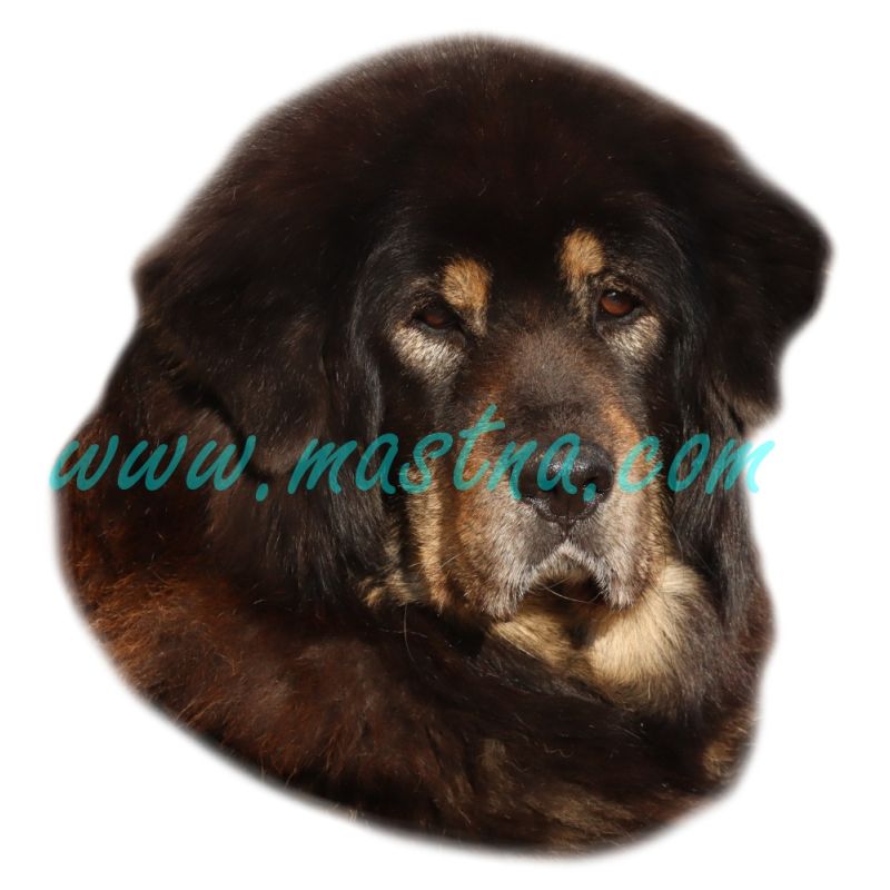 Samolepka tibetská doga, tibettan mastiff 143