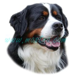 Samolepka bernský salašnický pes 146