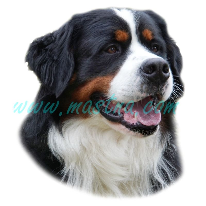 Samolepka bernský salašnický pes 146