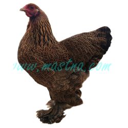 Brahmánka koroptví vlnitá, samolepka drůbež