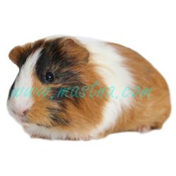 Samolepka morče krátkosrsté tříbarevné