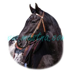 Appaloosa, samolepka kůň, koně