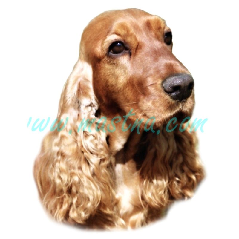 Samolepka kokršpaněl 328