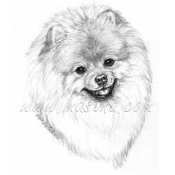 Pomeranian, špic samolepka c664