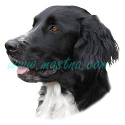 Velký münsterlandský ohař samolepka 316