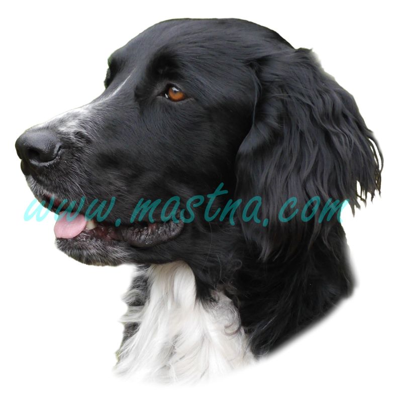 Velký münsterlandský ohař samolepka 316