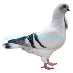 Pávík bílý, samolepka holub