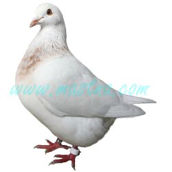 Texan, samolepka holub