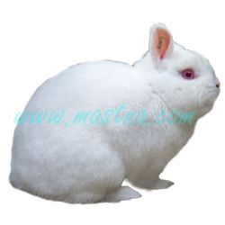 Hermelín červenooký, samolepka králík zakrslý