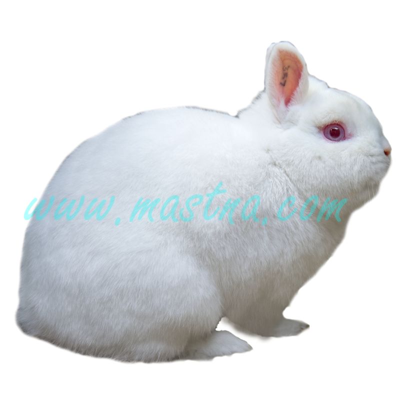 Hermelín červenooký, samolepka králík zakrslý