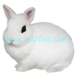 Zakrslý hototský, samolepka králík