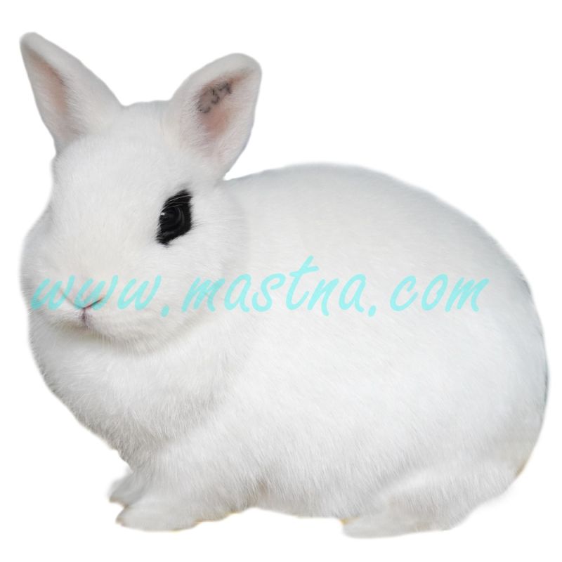 Zakrslý hototský, samolepka králík