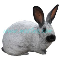 Francouzský stříbřitý, šampaňský, samolepka králík