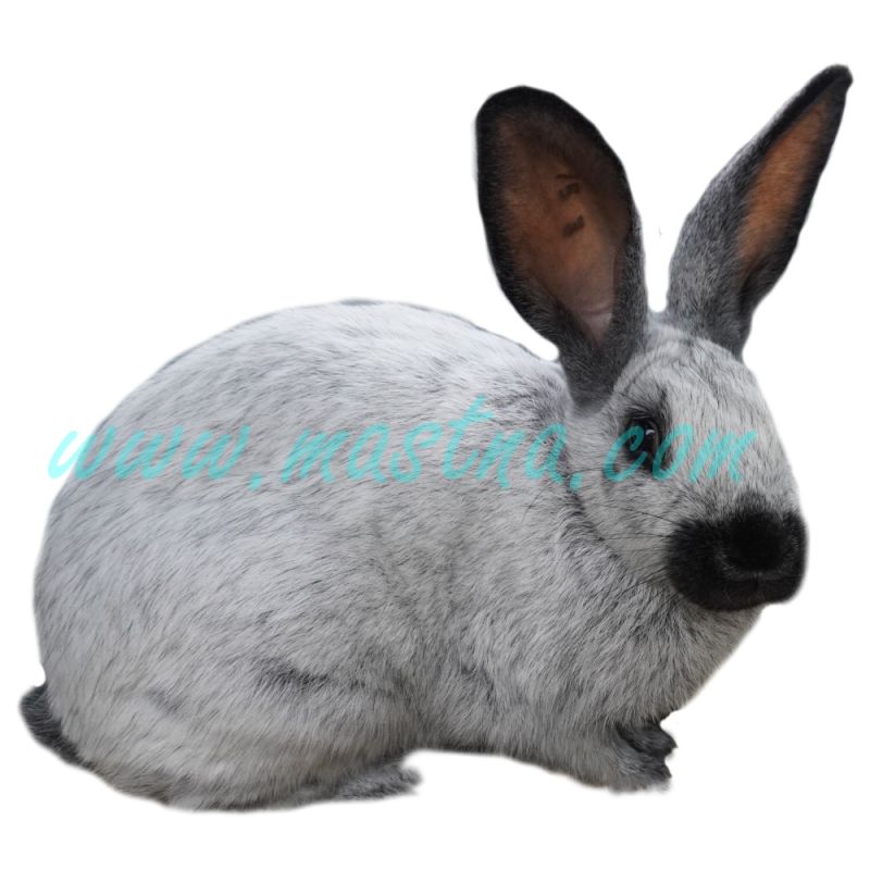 Francouzský stříbřitý, šampaňský, samolepka králík