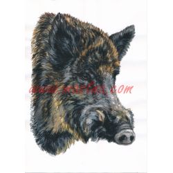 Divočák, prase, samolepka oboustranná, černá zvěř, myslivost