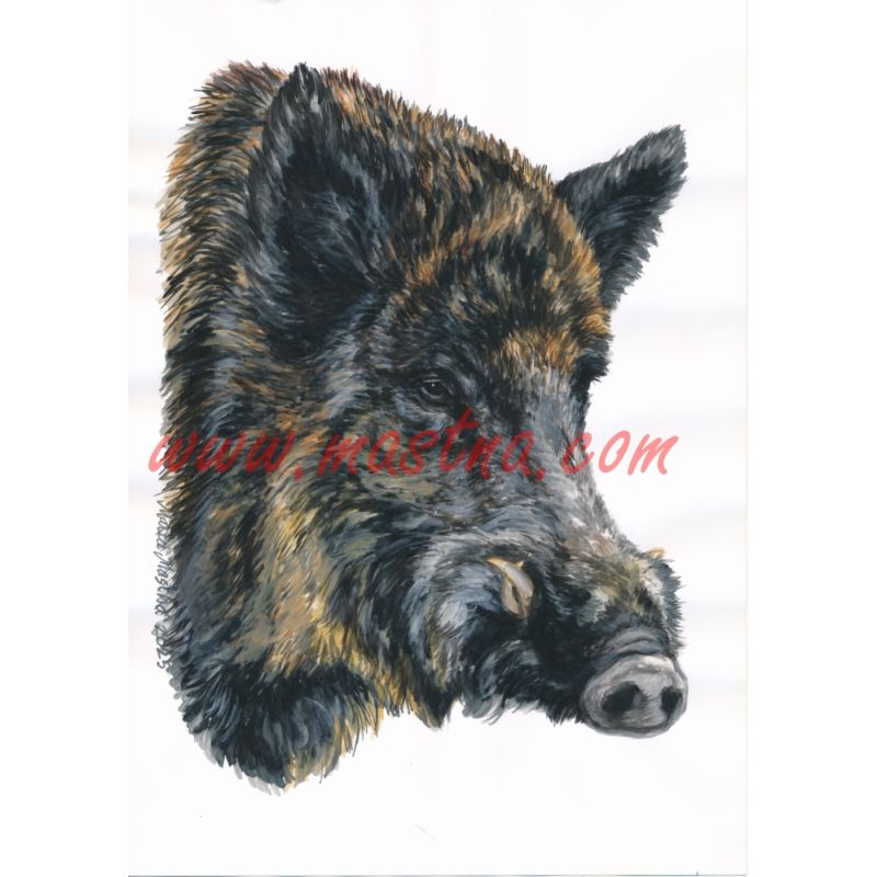 Divočák, prase, samolepka oboustranná, černá zvěř, myslivost