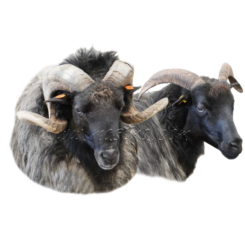 Samolepka ovce vřesová