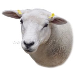 Texel, samolepka ovce