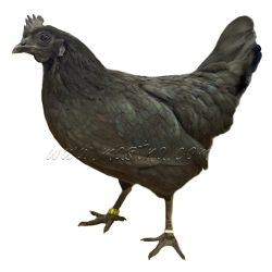Ayam cemani slepice, samolepka drůbež