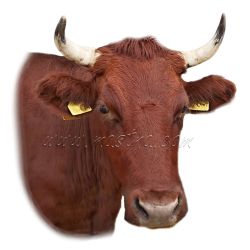 Česká červinka, samolepka kráva, skot