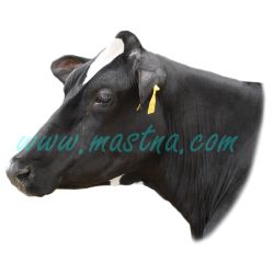 Holštýnský skot, samolepka kráva