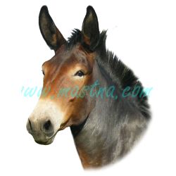 Samolepka mula, osel