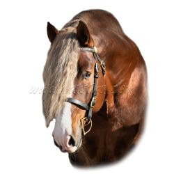 Českomoravský belgik Morgan, hřebec, samolepka kůň, koně, hlava