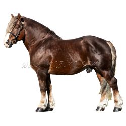 Českomoravský belgik Morgan, hřebec, samolepka kůň, koně