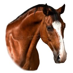 Teplokrevník, samolepka kůň, koně