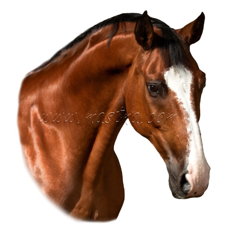 Teplokrevník, samolepka kůň, koně