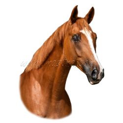 Teplokrevník, samolepka kůň, koně, ryzák