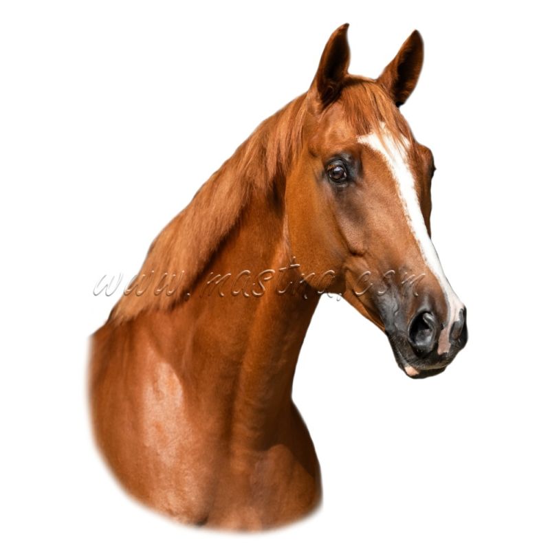 Teplokrevník, samolepka kůň, koně, ryzák