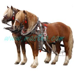 Chladnokrevníci, samolepka koně