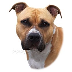 Samolepka stafordšírský teriér, staford 168