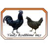 Ayam cemani drůbež, cedulka bydlíme