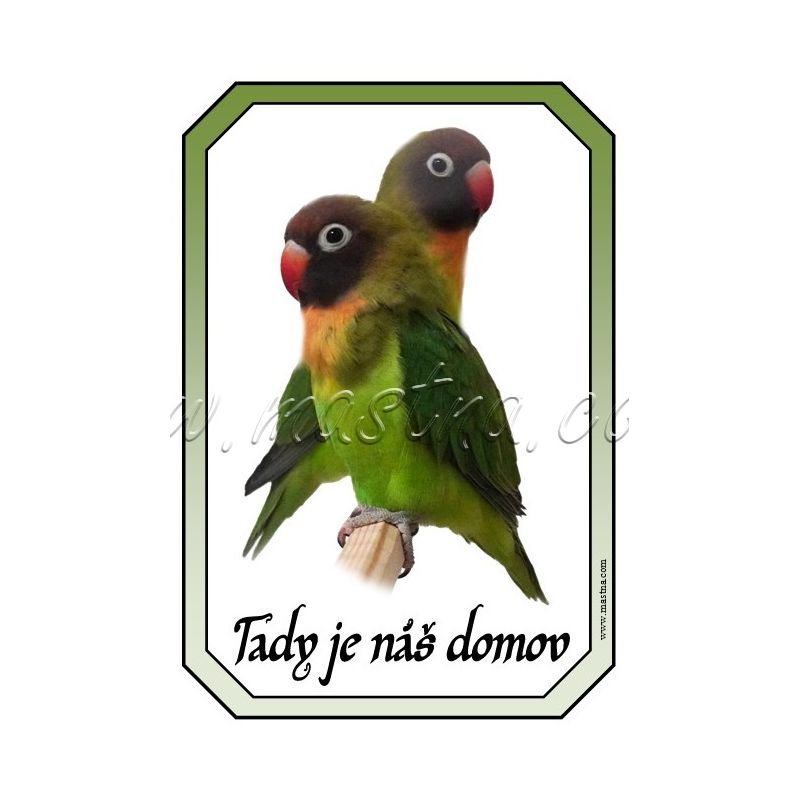 Papoušek agapornis cedulka domov