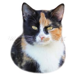 Kočka tříbarevná želvovinová, samolepka